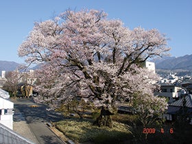 福崎・加西・社 発
№1820 空の楽園日本一の星空ナイトツアーと桜守と行く南信州桜めぐり3